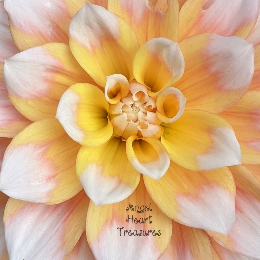 5x7 Original Photography White Yellow & Pink Dahlia Up Close Flower Bloom